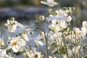 Kateřina Zahradníková